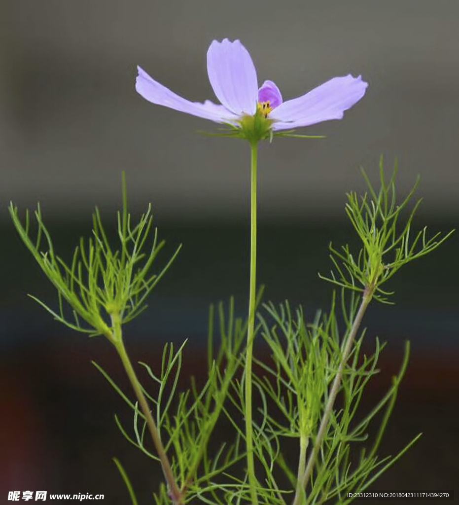 花草
