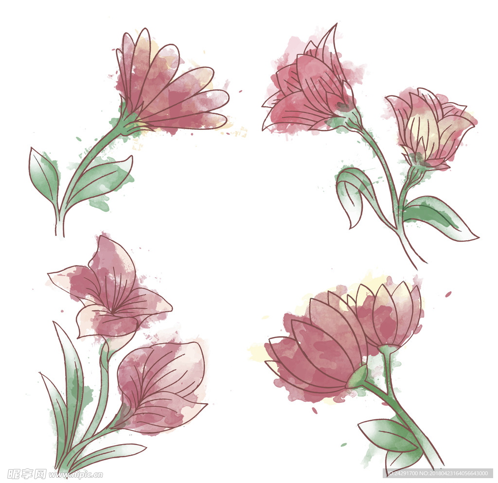 水彩花卉 花卉插画 花水彩 手