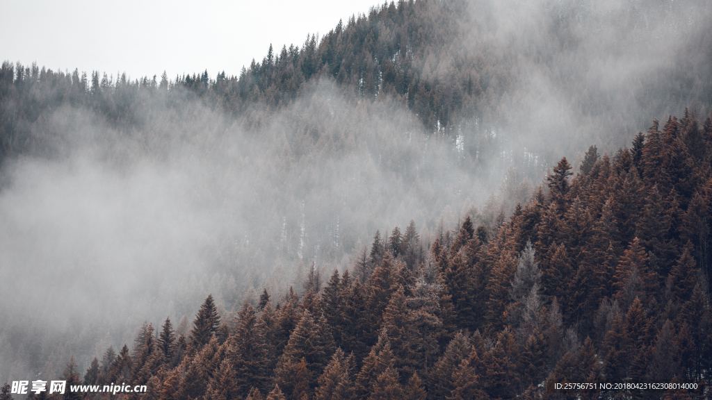 森林上空的雾
