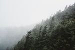 森林上空的雾