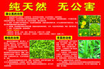 苦菜蒲公英