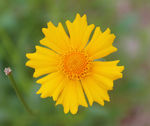 漂亮鲜艳花色菊花