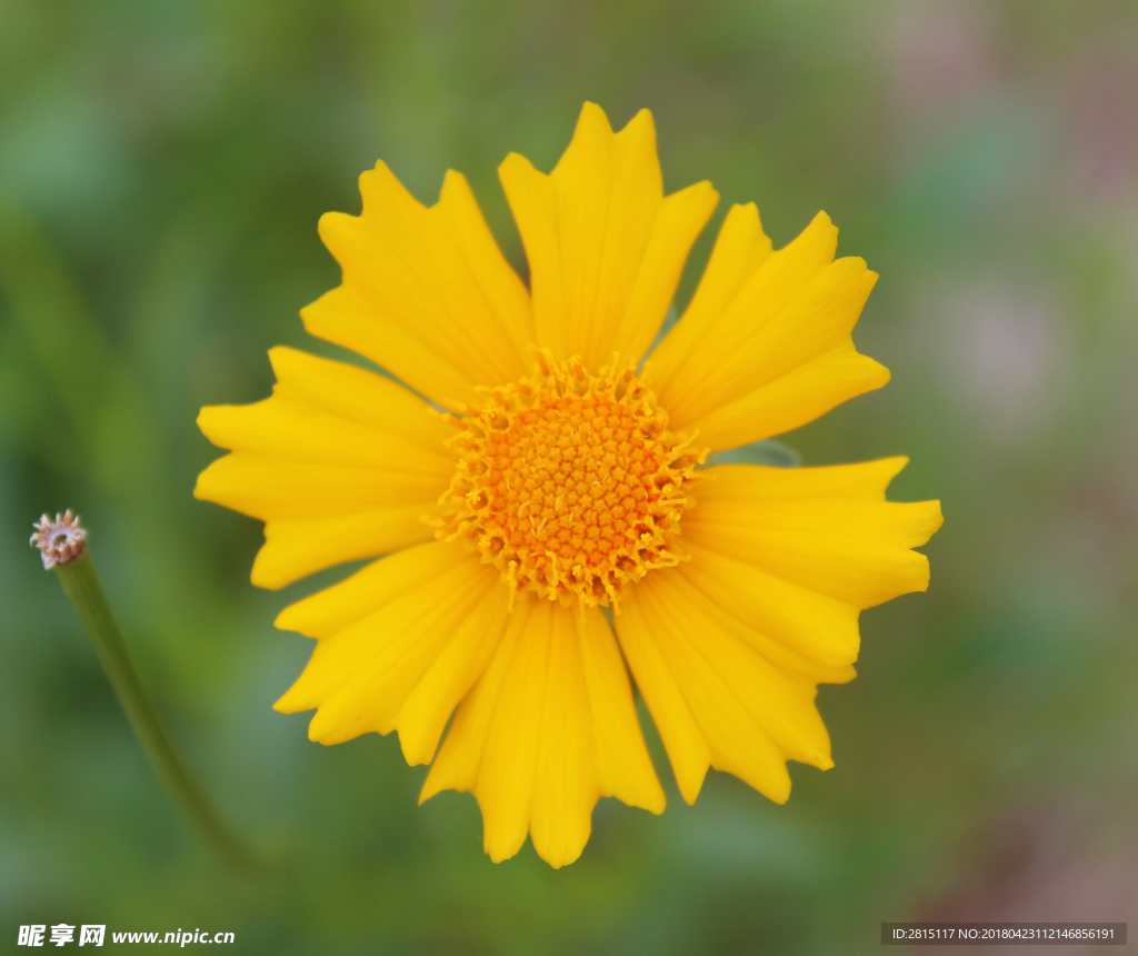 漂亮鲜艳花色菊花