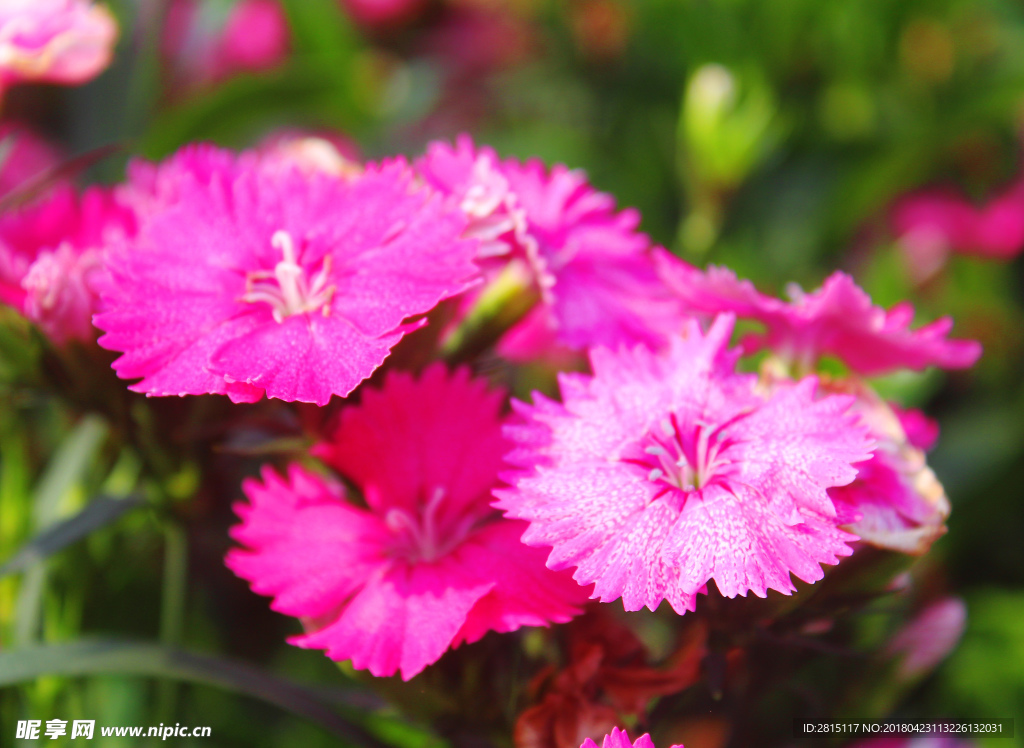 粉红色花朵花丛