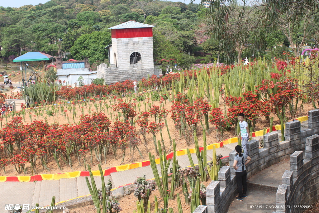 仙人掌花朵风景