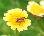 黄色花朵蜜蜂采蜜