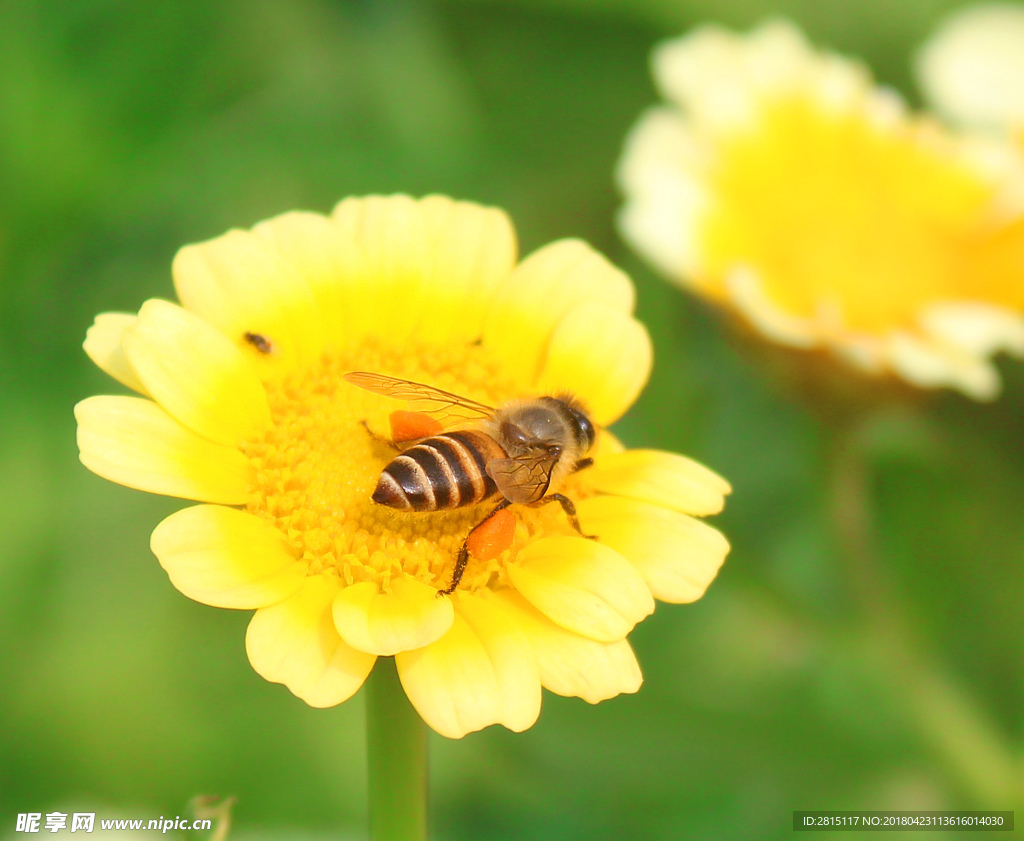 黄色花朵蜜蜂采蜜