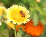 蜜蜂采蜜黄色菊花