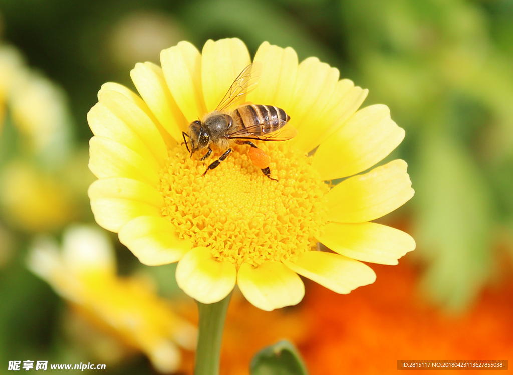 蜜蜂采蜜黄色菊花