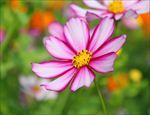 漂亮的红白色花朵