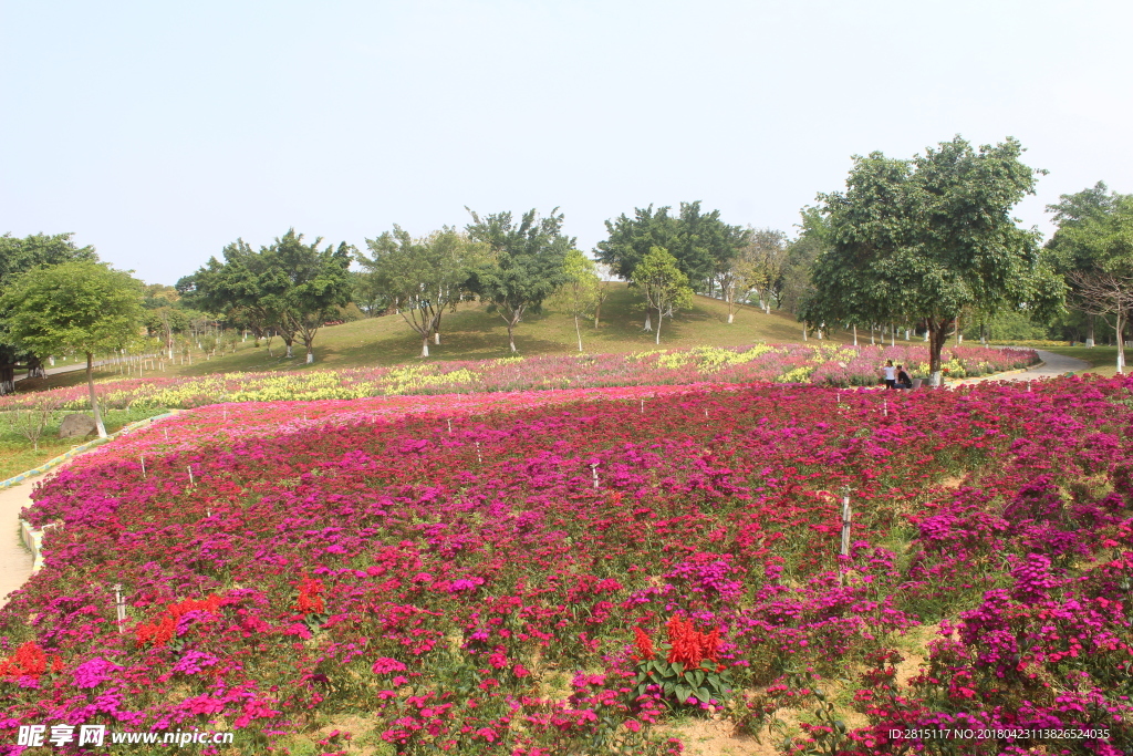 红色花海