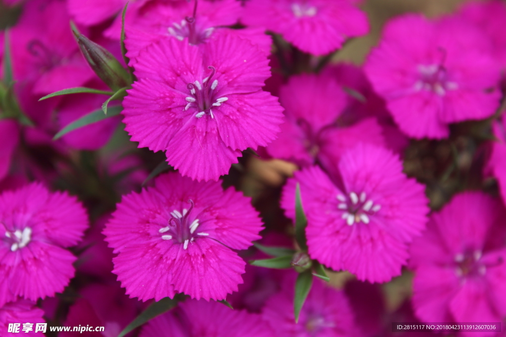 紫色花特写红色小花