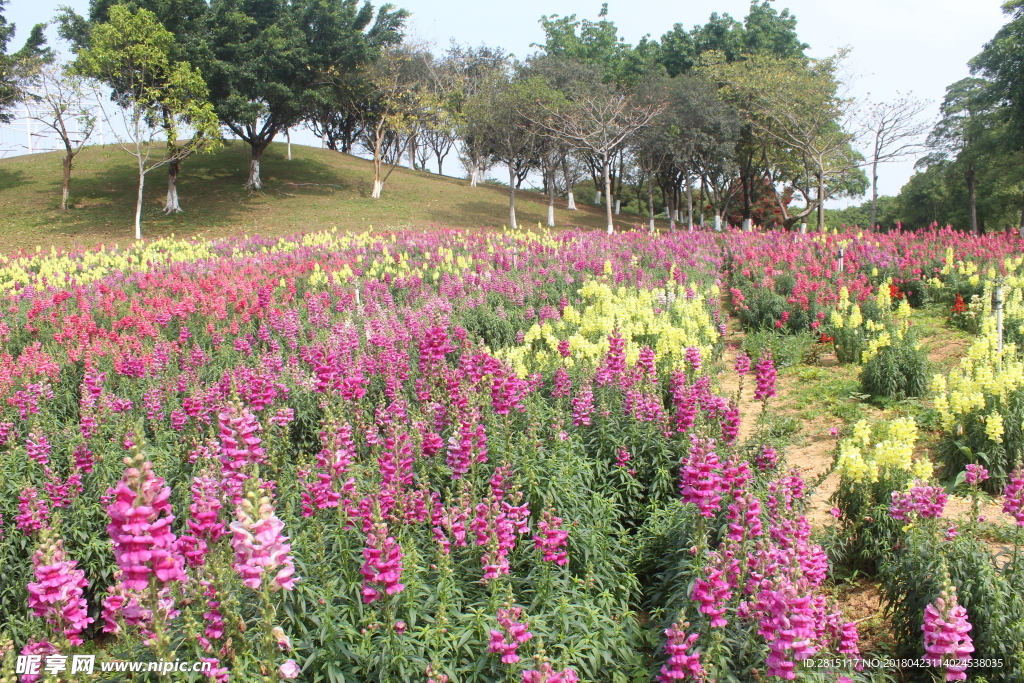 一大片漂亮花田