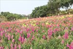 粉红色漂亮花朵