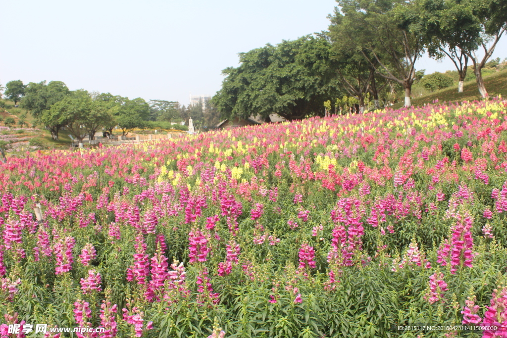 粉红色漂亮花朵