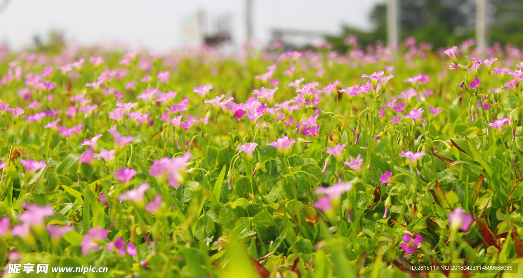 漂亮的小花野花