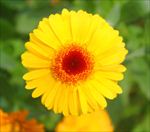 黄色漂亮菊花