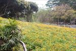 花田种植