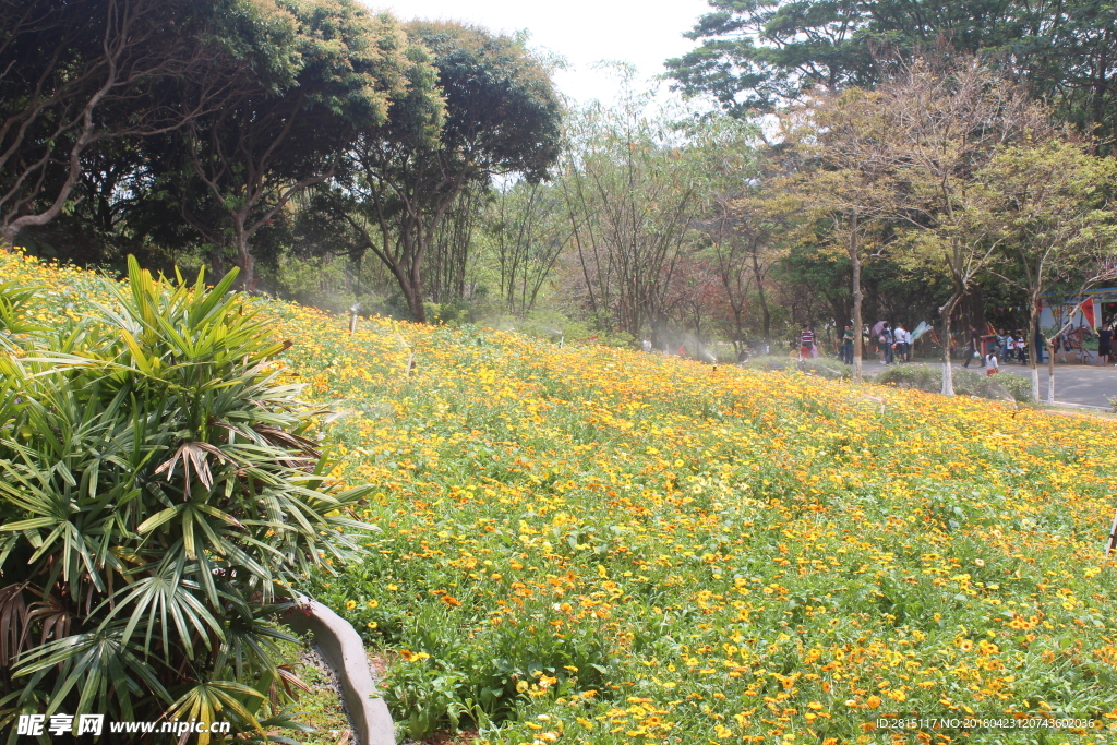 花田种植