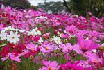 大片花海桃红色花