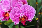 名贵花杜鹃花