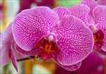 名贵花特写
