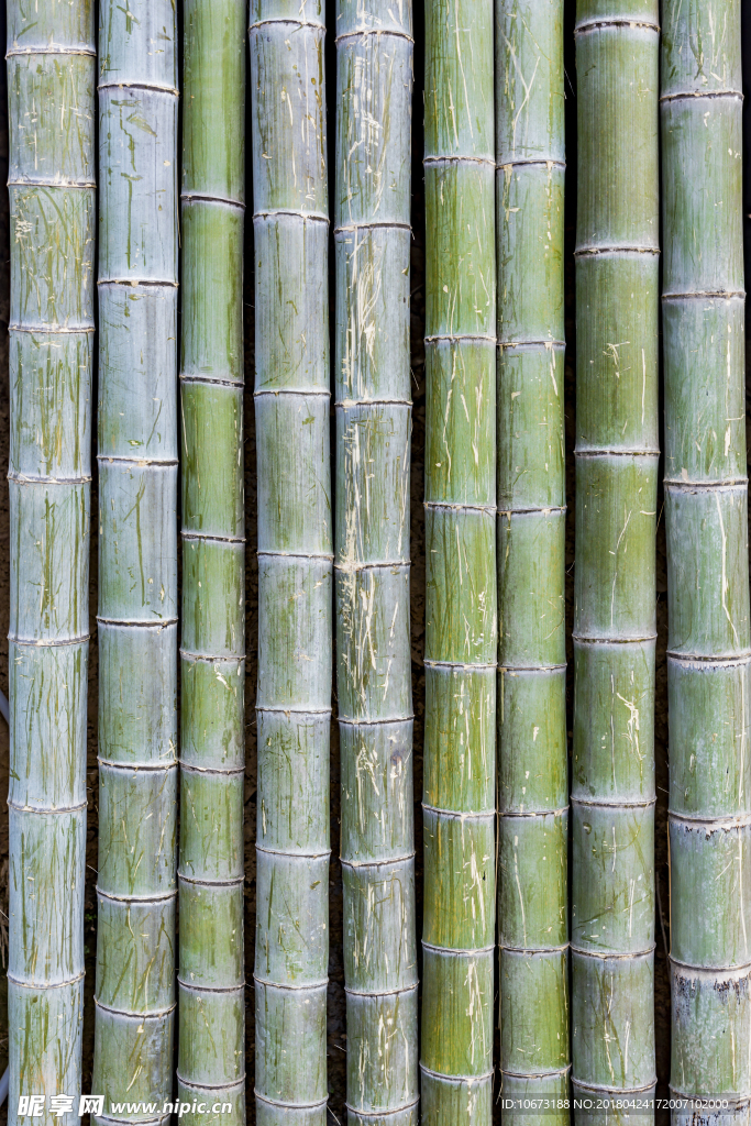竹子