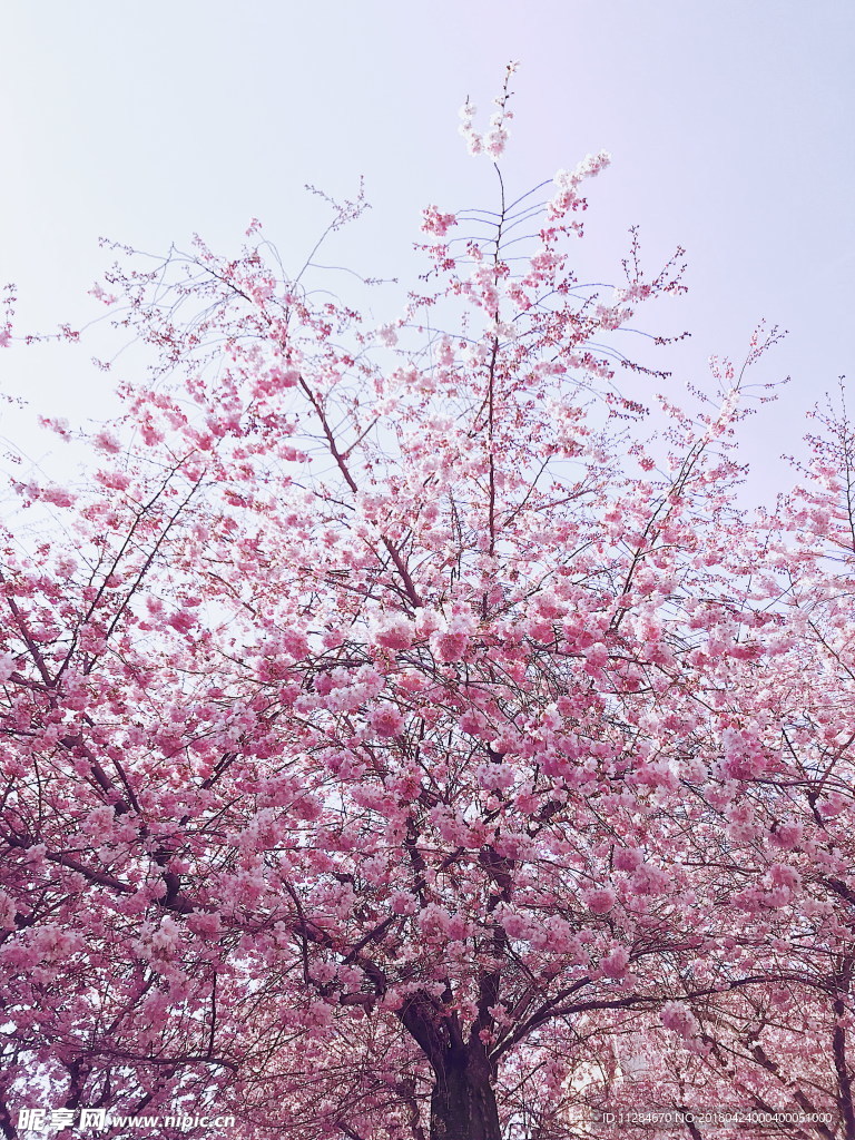 粉色梅花树