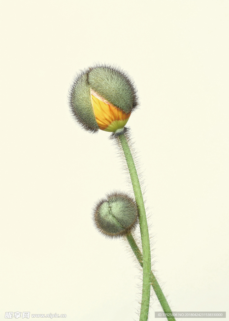 毛球花