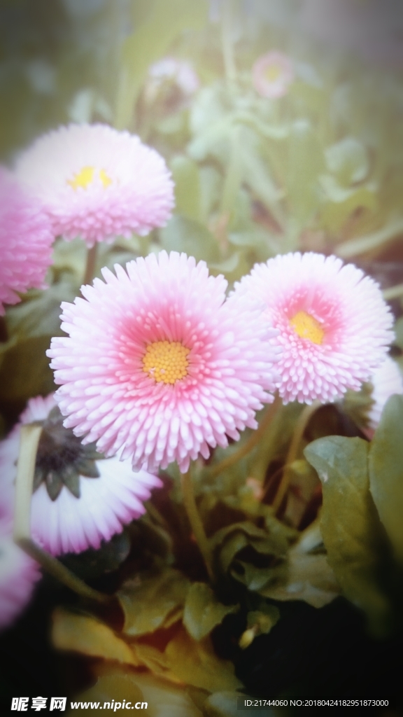 雏菊