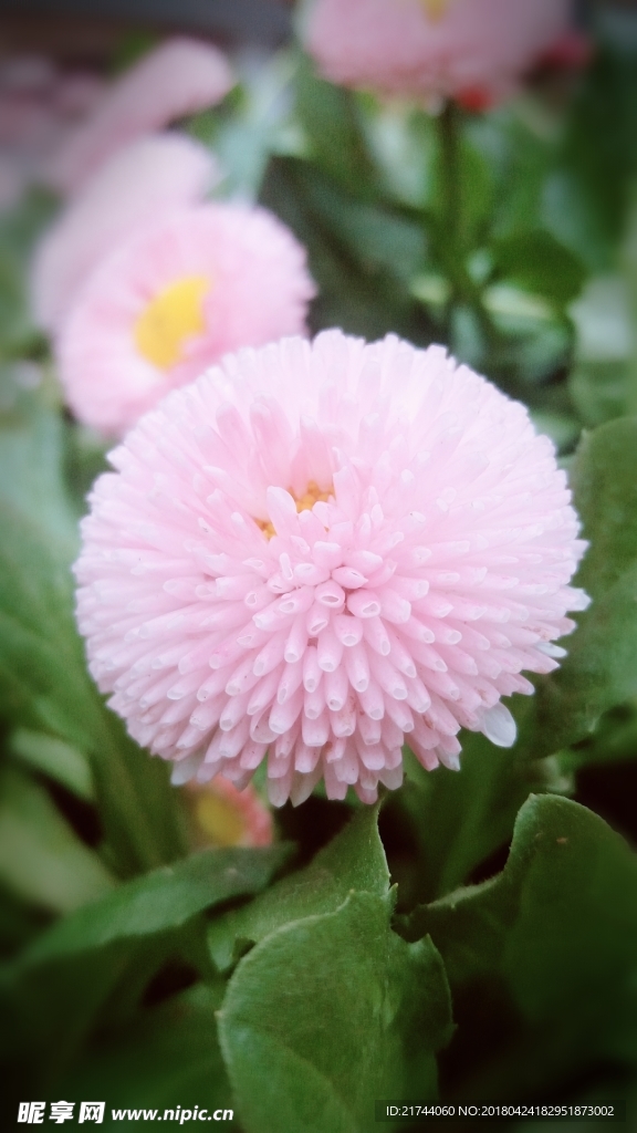 雏菊