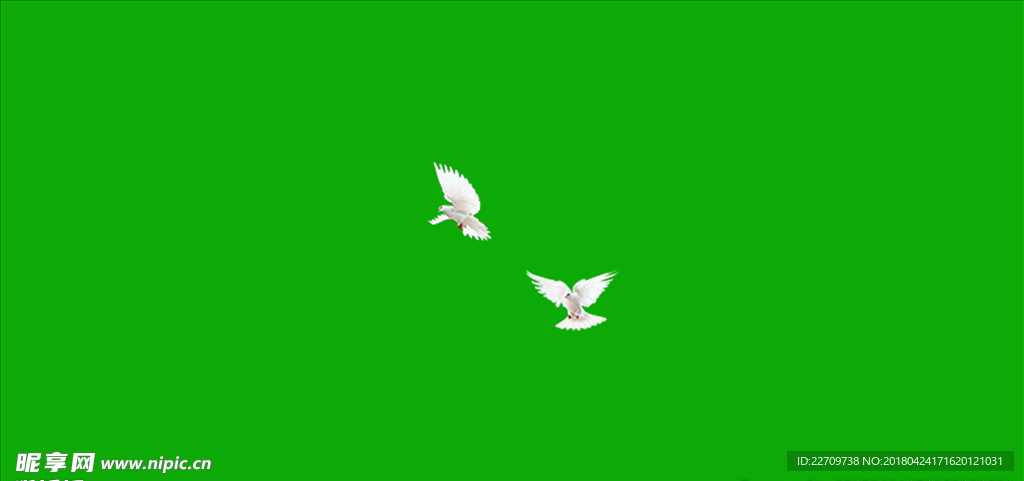 鸽子