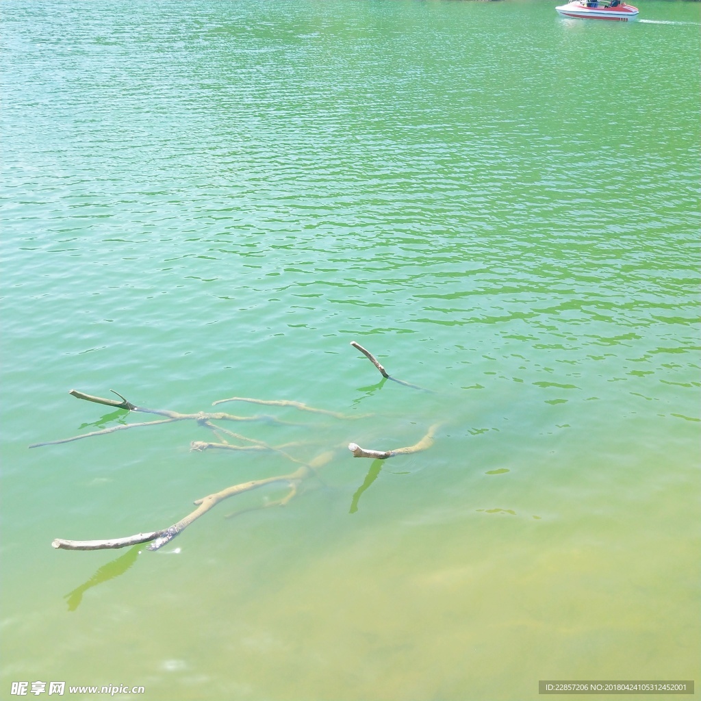 湖中枯枝