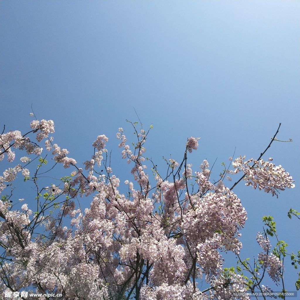 紫藤花与天空