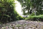 广东蕉岭县公园小道随拍