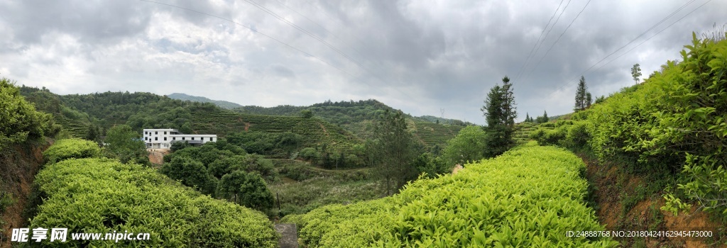 广东蕉岭茶山一景