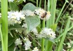 小野菊蜜蜂采蜜