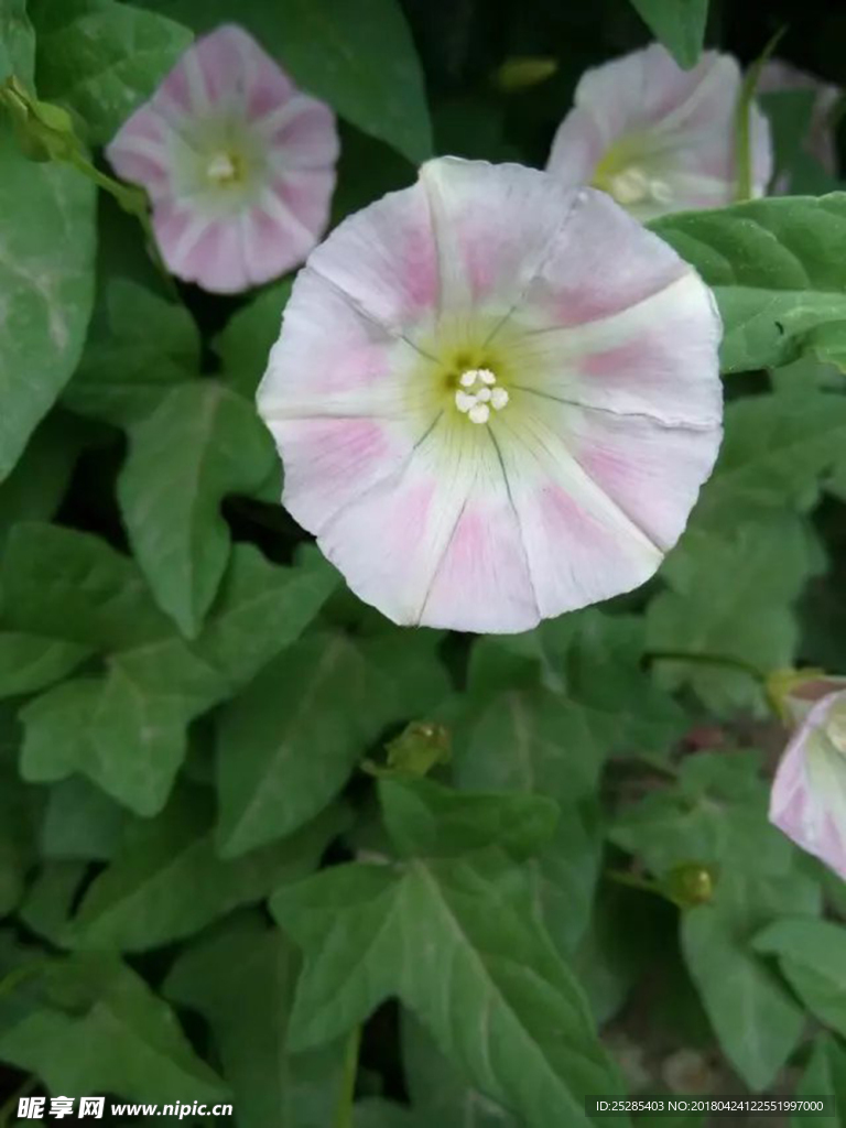 牵牛花