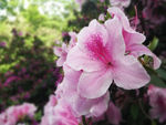 粉色杜鹃花