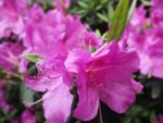 杜鹃花 映山红