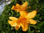 黄杜鹃花