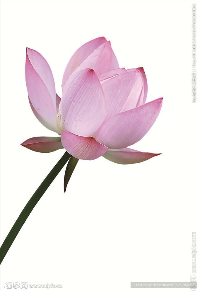 荷花PSD