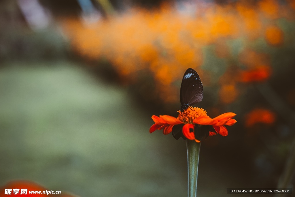 蝴蝶与花