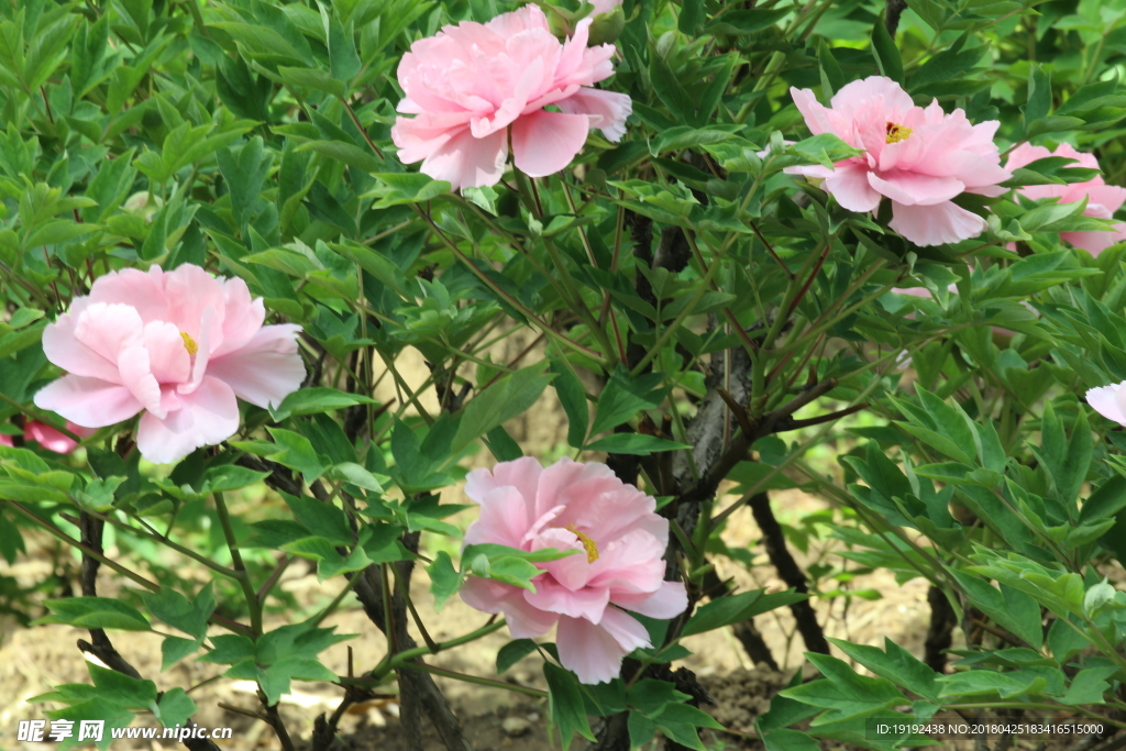 牡丹花