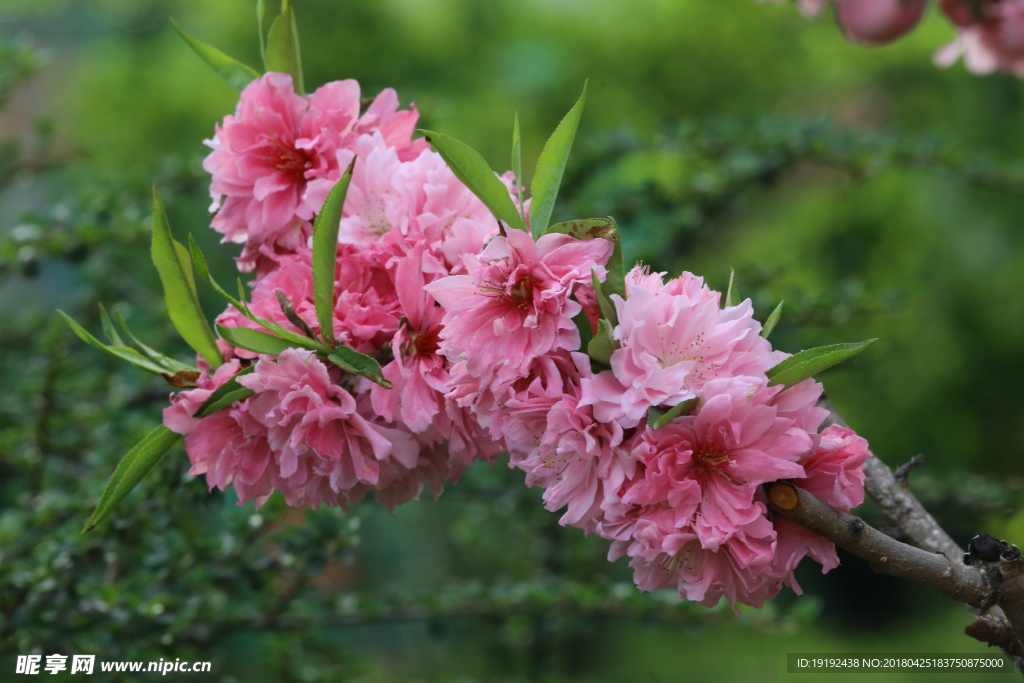 碧桃花儿
