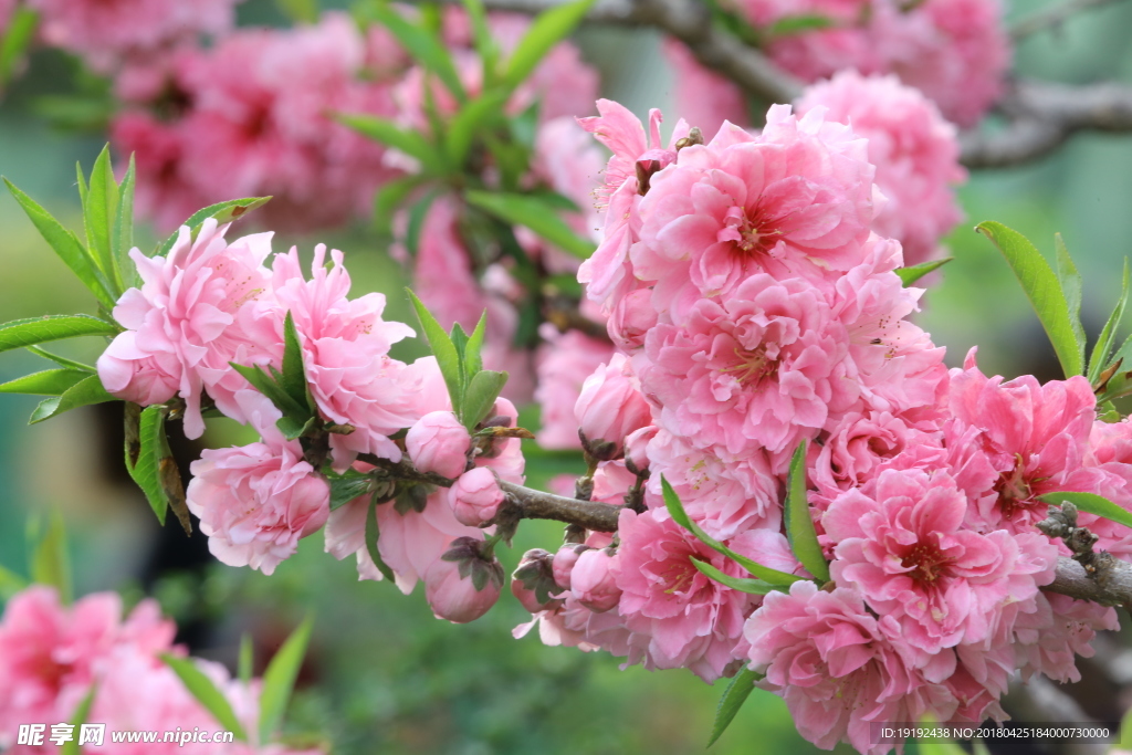 碧桃花儿
