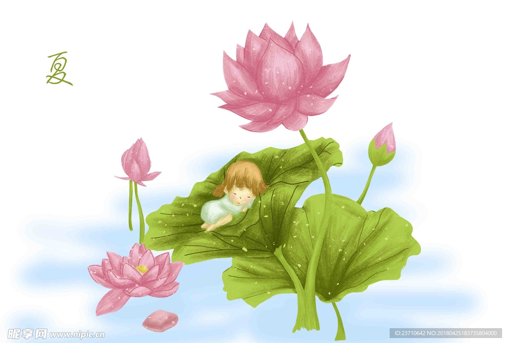 夏季荷花