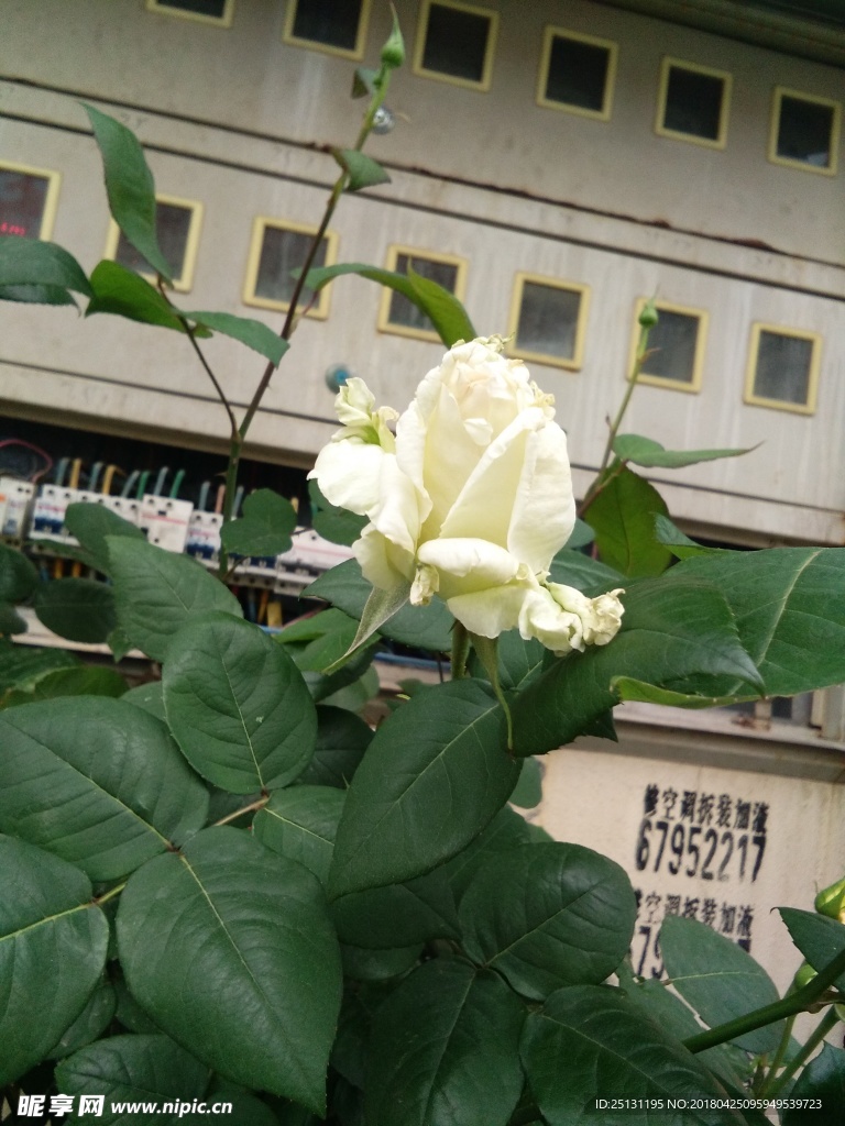 白玫瑰