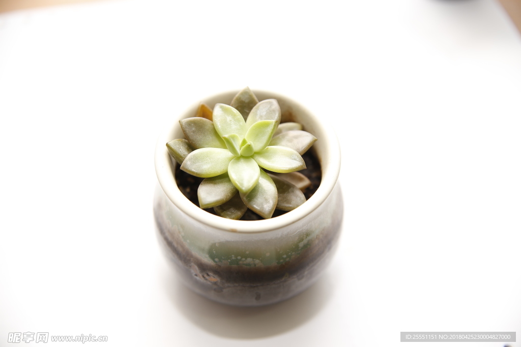 多肉植物