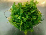 香菜